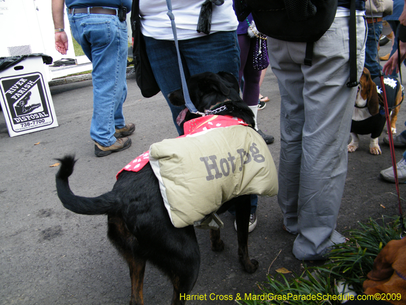2009-Mystic-Krewe-of-Barkus-Mardi-Gras-French-Quarter-New-Orleans-Dog-Parade-Harriet-Cross-7124