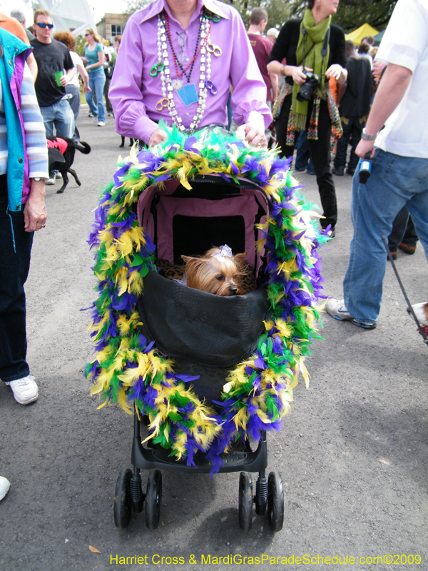 2009-Mystic-Krewe-of-Barkus-Mardi-Gras-French-Quarter-New-Orleans-Dog-Parade-Harriet-Cross-7125