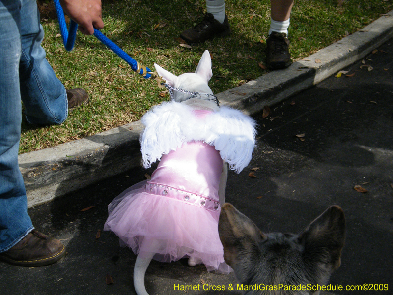 2009-Mystic-Krewe-of-Barkus-Mardi-Gras-French-Quarter-New-Orleans-Dog-Parade-Harriet-Cross-7128