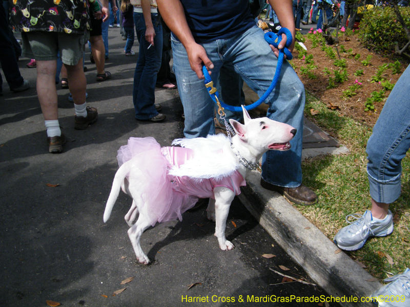 2009-Mystic-Krewe-of-Barkus-Mardi-Gras-French-Quarter-New-Orleans-Dog-Parade-Harriet-Cross-7129