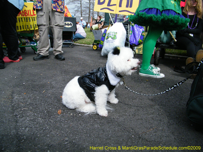 2009-Mystic-Krewe-of-Barkus-Mardi-Gras-French-Quarter-New-Orleans-Dog-Parade-Harriet-Cross-7137