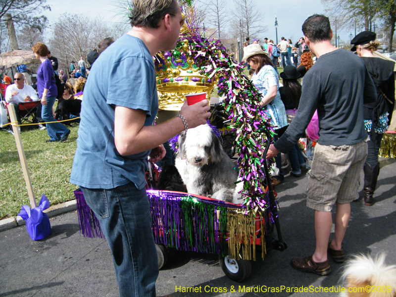2009-Mystic-Krewe-of-Barkus-Mardi-Gras-French-Quarter-New-Orleans-Dog-Parade-Harriet-Cross-7138