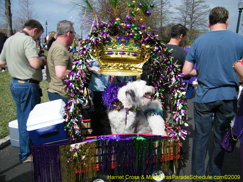 2009-Mystic-Krewe-of-Barkus-Mardi-Gras-French-Quarter-New-Orleans-Dog-Parade-Harriet-Cross-7139