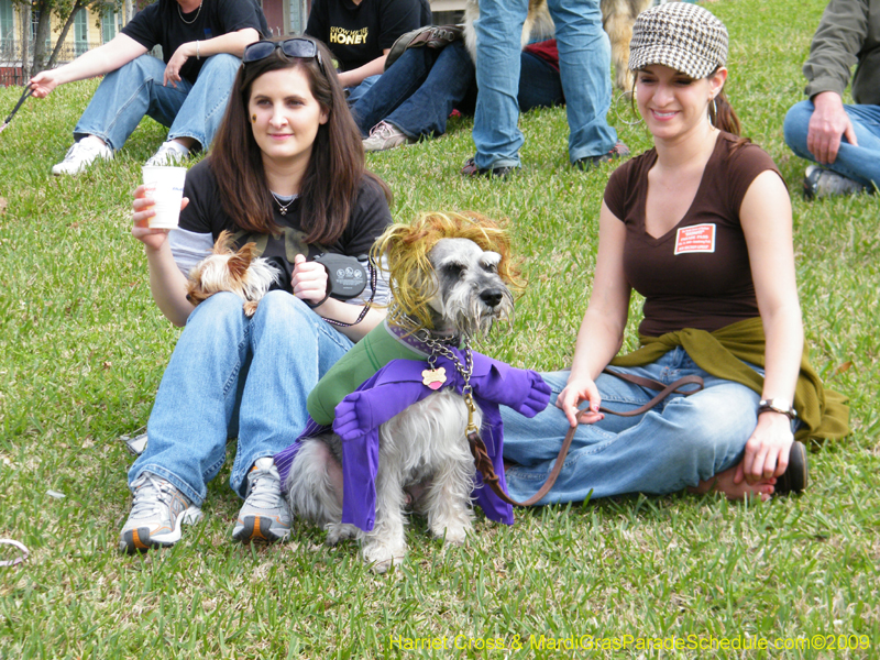 2009-Mystic-Krewe-of-Barkus-Mardi-Gras-French-Quarter-New-Orleans-Dog-Parade-Harriet-Cross-7141