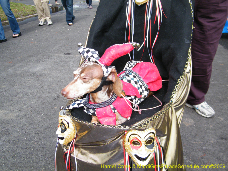 2009-Mystic-Krewe-of-Barkus-Mardi-Gras-French-Quarter-New-Orleans-Dog-Parade-Harriet-Cross-7146