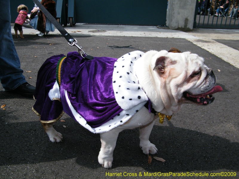 2009-Mystic-Krewe-of-Barkus-Mardi-Gras-French-Quarter-New-Orleans-Dog-Parade-Harriet-Cross-7153