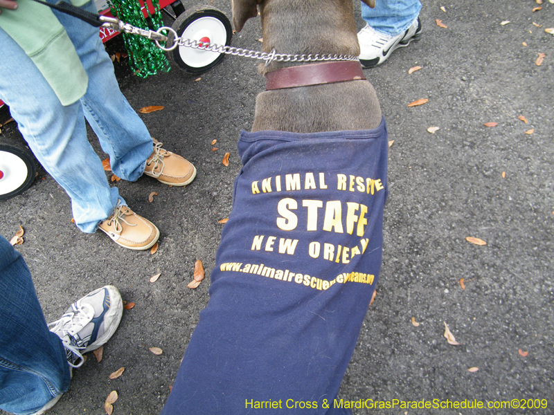 2009-Mystic-Krewe-of-Barkus-Mardi-Gras-French-Quarter-New-Orleans-Dog-Parade-Harriet-Cross-7163