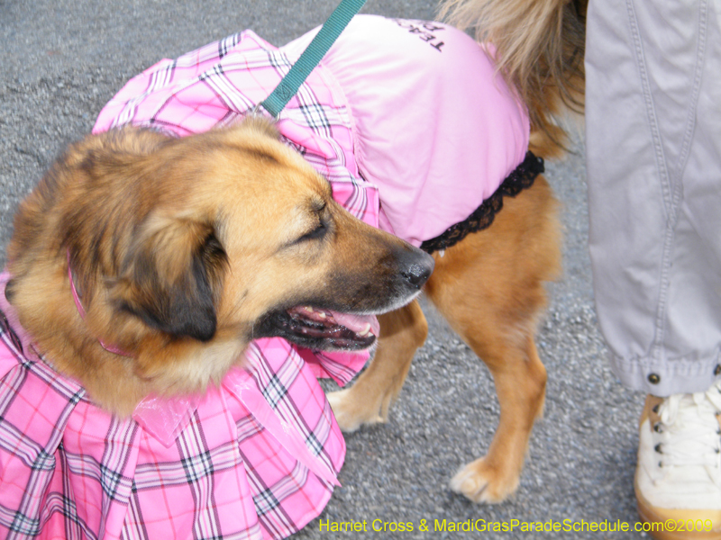 2009-Mystic-Krewe-of-Barkus-Mardi-Gras-French-Quarter-New-Orleans-Dog-Parade-Harriet-Cross-7178