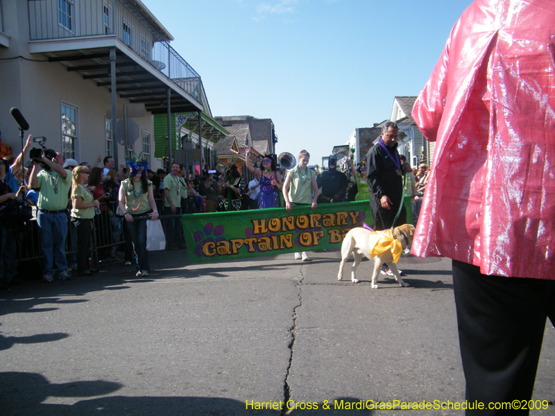 2009-Mystic-Krewe-of-Barkus-Mardi-Gras-French-Quarter-New-Orleans-Dog-Parade-Harriet-Cross-7218