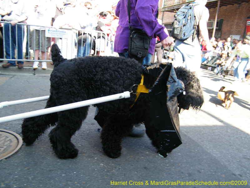 2009-Mystic-Krewe-of-Barkus-Mardi-Gras-French-Quarter-New-Orleans-Dog-Parade-Harriet-Cross-7276