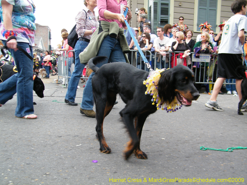 2009-Mystic-Krewe-of-Barkus-Mardi-Gras-French-Quarter-New-Orleans-Dog-Parade-Harriet-Cross-7548
