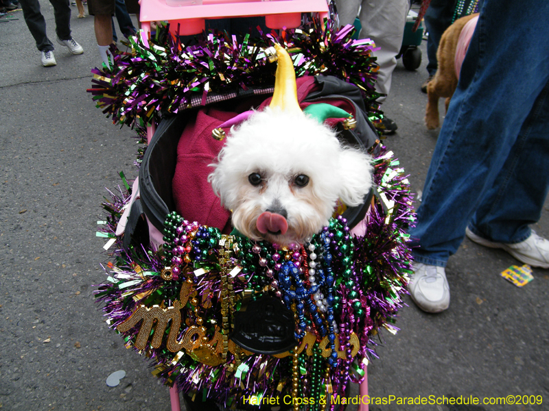 2009-Mystic-Krewe-of-Barkus-Mardi-Gras-French-Quarter-New-Orleans-Dog-Parade-Harriet-Cross-7611