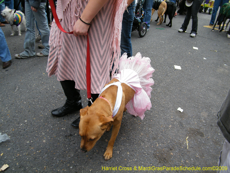 2009-Mystic-Krewe-of-Barkus-Mardi-Gras-French-Quarter-New-Orleans-Dog-Parade-Harriet-Cross-7680