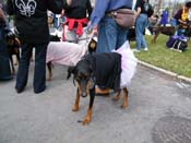 2009-Mystic-Krewe-of-Barkus-Mardi-Gras-French-Quarter-New-Orleans-Dog-Parade-Harriet-Cross-7122