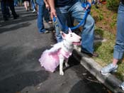 2009-Mystic-Krewe-of-Barkus-Mardi-Gras-French-Quarter-New-Orleans-Dog-Parade-Harriet-Cross-7130