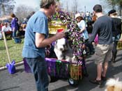 2009-Mystic-Krewe-of-Barkus-Mardi-Gras-French-Quarter-New-Orleans-Dog-Parade-Harriet-Cross-7138