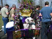 2009-Mystic-Krewe-of-Barkus-Mardi-Gras-French-Quarter-New-Orleans-Dog-Parade-Harriet-Cross-7139