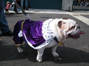 2009-Mystic-Krewe-of-Barkus-Mardi-Gras-French-Quarter-New-Orleans-Dog-Parade-Harriet-Cross-7153
