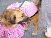 2009-Mystic-Krewe-of-Barkus-Mardi-Gras-French-Quarter-New-Orleans-Dog-Parade-Harriet-Cross-7178