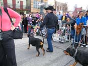 2009-Mystic-Krewe-of-Barkus-Mardi-Gras-French-Quarter-New-Orleans-Dog-Parade-Harriet-Cross-7188