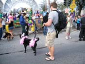 2009-Mystic-Krewe-of-Barkus-Mardi-Gras-French-Quarter-New-Orleans-Dog-Parade-Harriet-Cross-7201