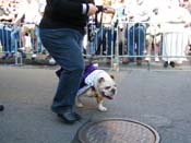 2009-Mystic-Krewe-of-Barkus-Mardi-Gras-French-Quarter-New-Orleans-Dog-Parade-Harriet-Cross-7245