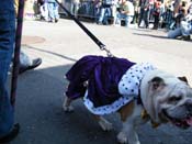 2009-Mystic-Krewe-of-Barkus-Mardi-Gras-French-Quarter-New-Orleans-Dog-Parade-Harriet-Cross-7246