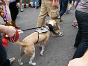 2009-Mystic-Krewe-of-Barkus-Mardi-Gras-French-Quarter-New-Orleans-Dog-Parade-Harriet-Cross-7625
