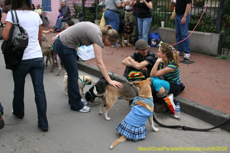 2009-Mystic-Krewe-of-Barkus-Mardi-Gras-French-Quarter-New-Orleans-Dog-Parade-0477