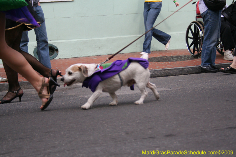 2009-Mystic-Krewe-of-Barkus-Mardi-Gras-French-Quarter-New-Orleans-Dog-Parade-0489