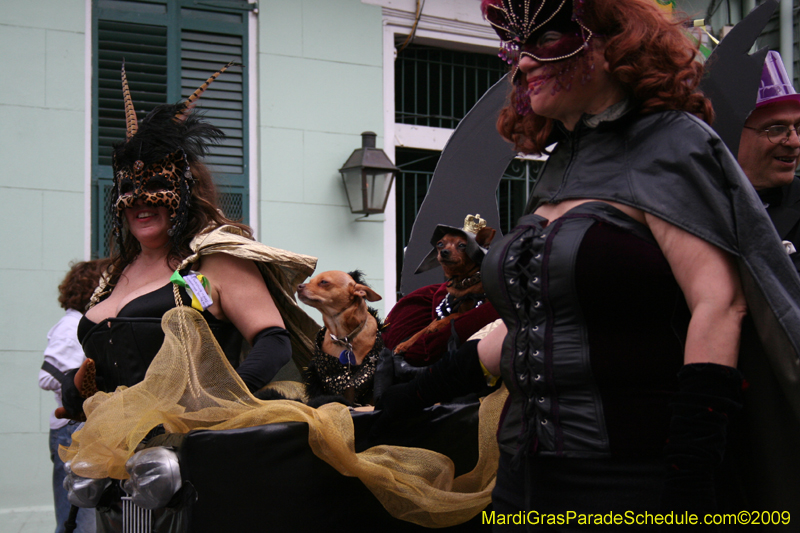 2009-Mystic-Krewe-of-Barkus-Mardi-Gras-French-Quarter-New-Orleans-Dog-Parade-0501