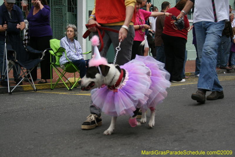 2009-Mystic-Krewe-of-Barkus-Mardi-Gras-French-Quarter-New-Orleans-Dog-Parade-0509