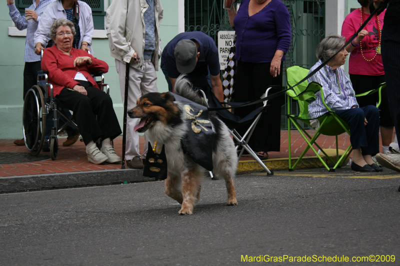 2009-Mystic-Krewe-of-Barkus-Mardi-Gras-French-Quarter-New-Orleans-Dog-Parade-0510