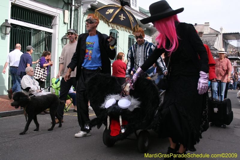 2009-Mystic-Krewe-of-Barkus-Mardi-Gras-French-Quarter-New-Orleans-Dog-Parade-0513