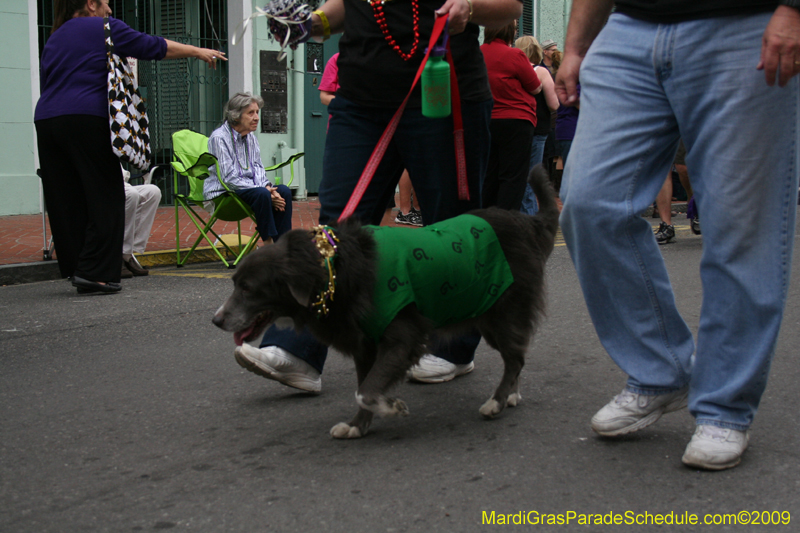 2009-Mystic-Krewe-of-Barkus-Mardi-Gras-French-Quarter-New-Orleans-Dog-Parade-0518