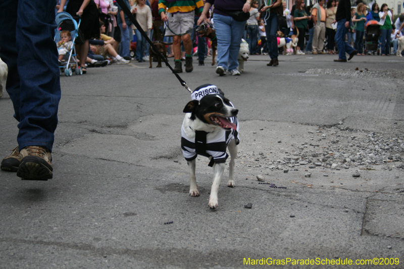 2009-Mystic-Krewe-of-Barkus-Mardi-Gras-French-Quarter-New-Orleans-Dog-Parade-0519
