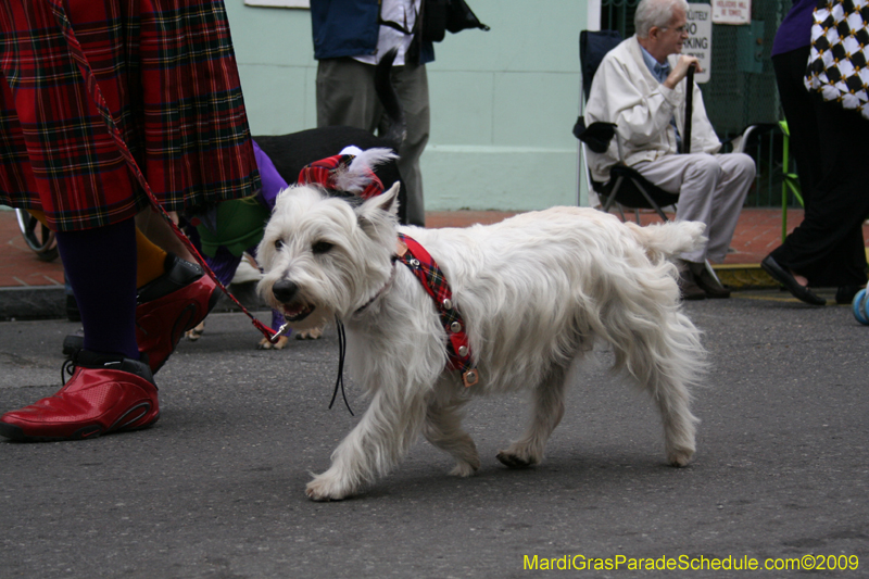2009-Mystic-Krewe-of-Barkus-Mardi-Gras-French-Quarter-New-Orleans-Dog-Parade-0520