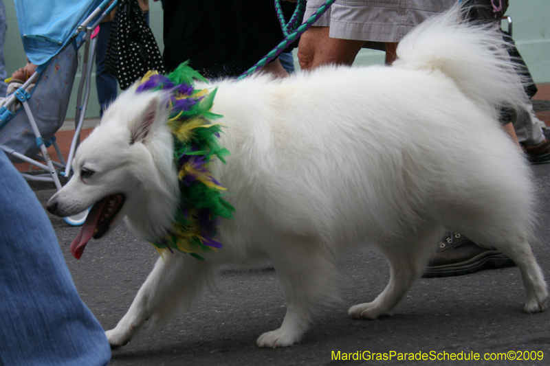 2009-Mystic-Krewe-of-Barkus-Mardi-Gras-French-Quarter-New-Orleans-Dog-Parade-0521