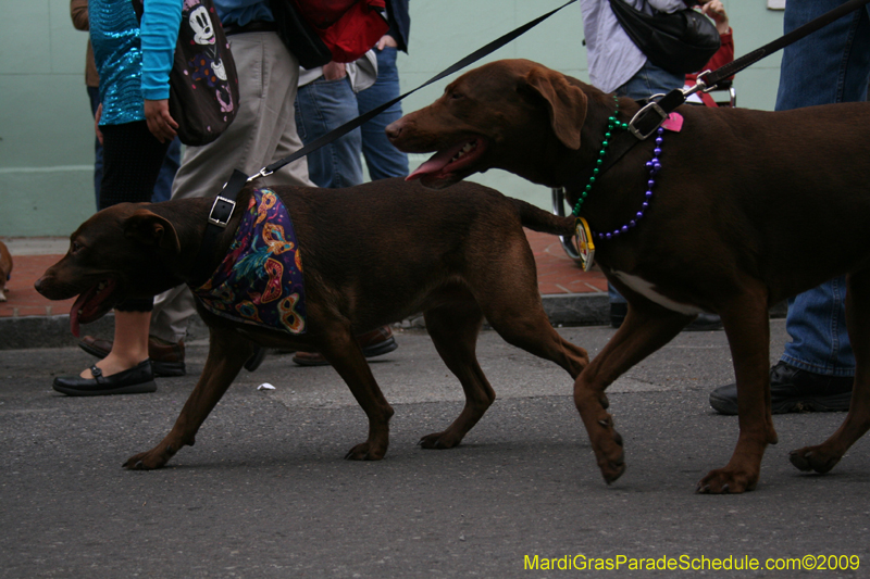 2009-Mystic-Krewe-of-Barkus-Mardi-Gras-French-Quarter-New-Orleans-Dog-Parade-0522