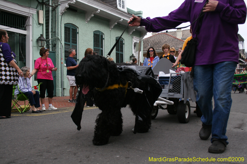 2009-Mystic-Krewe-of-Barkus-Mardi-Gras-French-Quarter-New-Orleans-Dog-Parade-0524