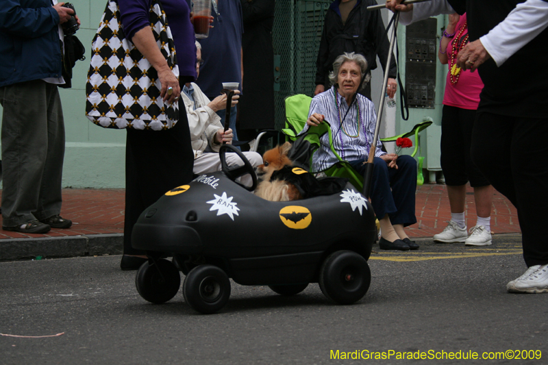 2009-Mystic-Krewe-of-Barkus-Mardi-Gras-French-Quarter-New-Orleans-Dog-Parade-0528