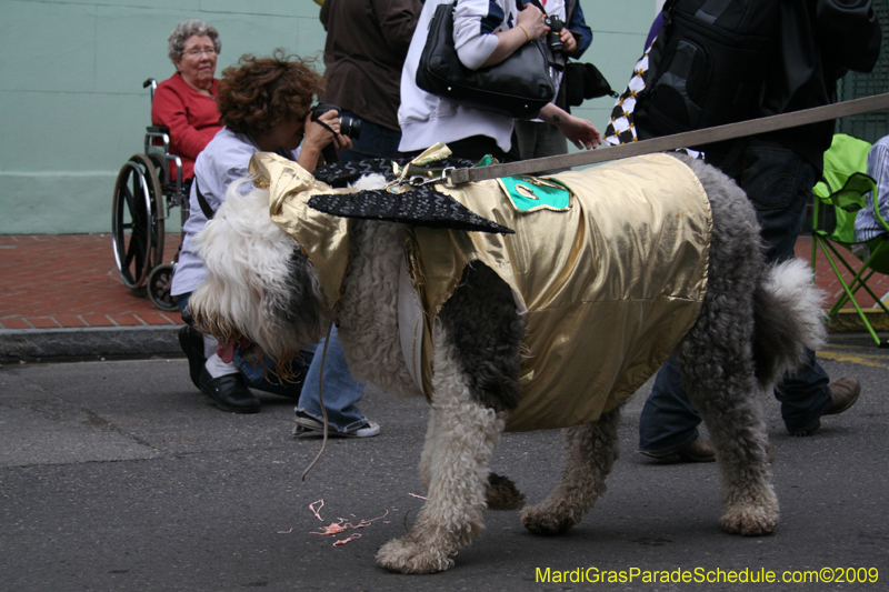 2009-Mystic-Krewe-of-Barkus-Mardi-Gras-French-Quarter-New-Orleans-Dog-Parade-0529