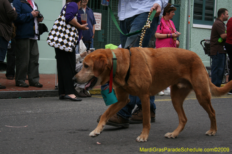 2009-Mystic-Krewe-of-Barkus-Mardi-Gras-French-Quarter-New-Orleans-Dog-Parade-0530