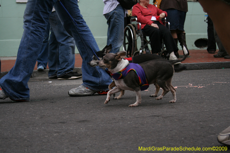 2009-Mystic-Krewe-of-Barkus-Mardi-Gras-French-Quarter-New-Orleans-Dog-Parade-0533