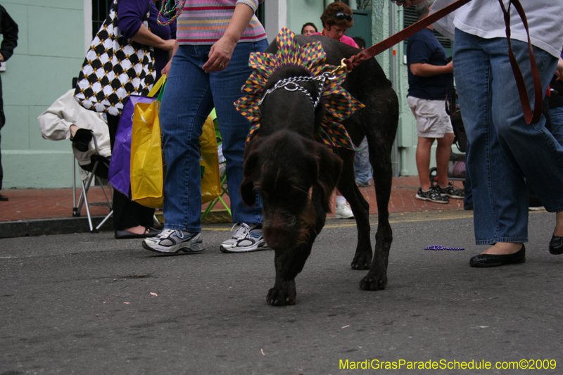 2009-Mystic-Krewe-of-Barkus-Mardi-Gras-French-Quarter-New-Orleans-Dog-Parade-0534