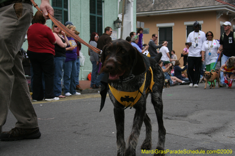 2009-Mystic-Krewe-of-Barkus-Mardi-Gras-French-Quarter-New-Orleans-Dog-Parade-0535