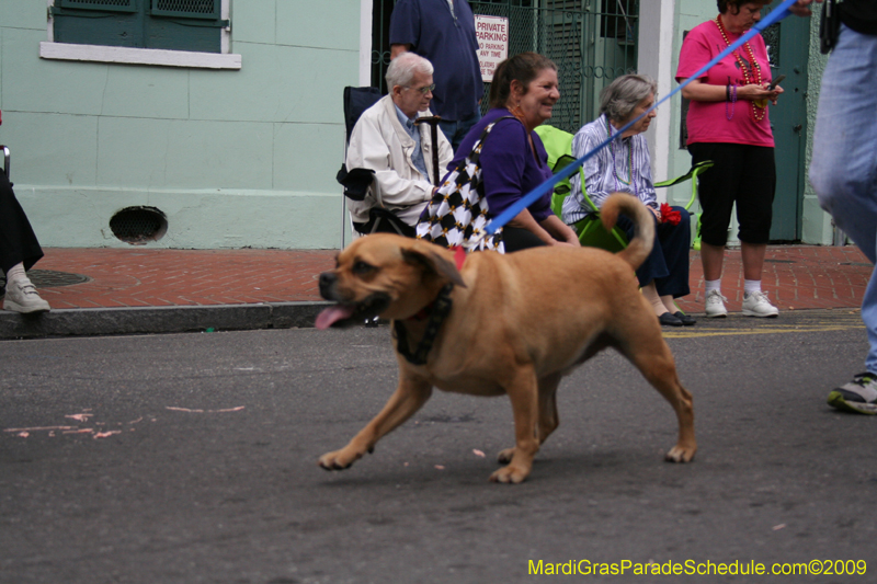 2009-Mystic-Krewe-of-Barkus-Mardi-Gras-French-Quarter-New-Orleans-Dog-Parade-0536