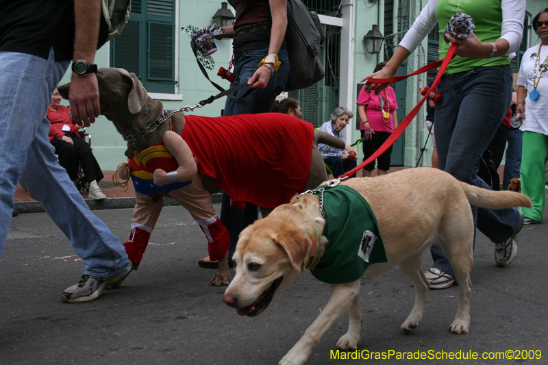 2009-Mystic-Krewe-of-Barkus-Mardi-Gras-French-Quarter-New-Orleans-Dog-Parade-0537