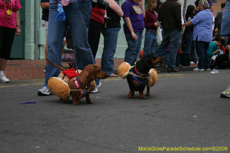 2009-Mystic-Krewe-of-Barkus-Mardi-Gras-French-Quarter-New-Orleans-Dog-Parade-0538