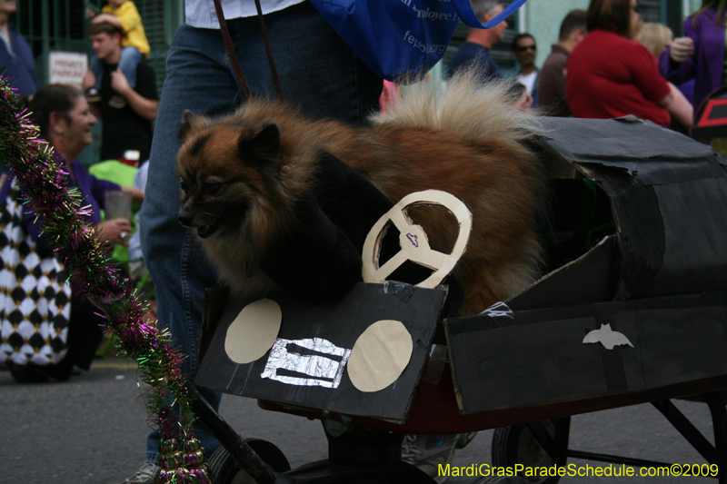 2009-Mystic-Krewe-of-Barkus-Mardi-Gras-French-Quarter-New-Orleans-Dog-Parade-0540